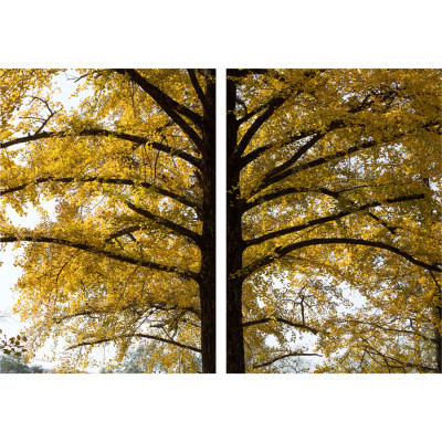 Conjunto de Quadros Decorativos Árvore Amarela Simetria