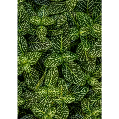 Quadro Decorativo Folhas Verdes