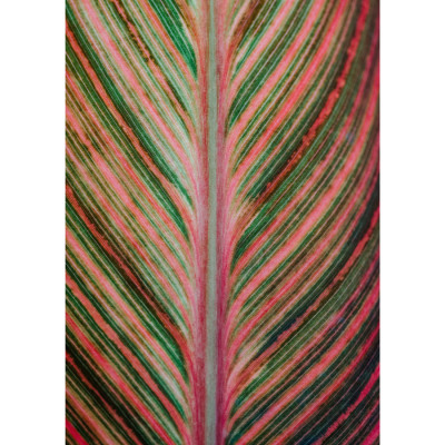 Quadro Decorativo Fotografia Artistica Folha Verde e Rosa